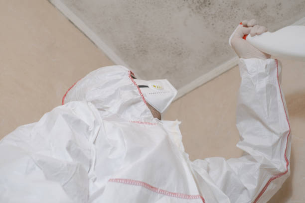 Best Post-Flood Mold Remediation in Hainesvle, IL