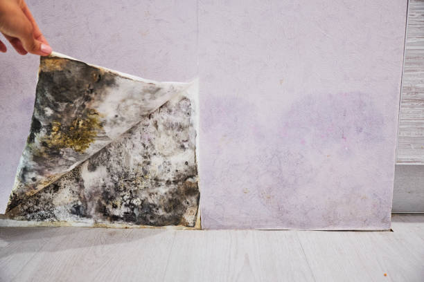 Best Mold Remediation for Schools in Hainesvle, IL